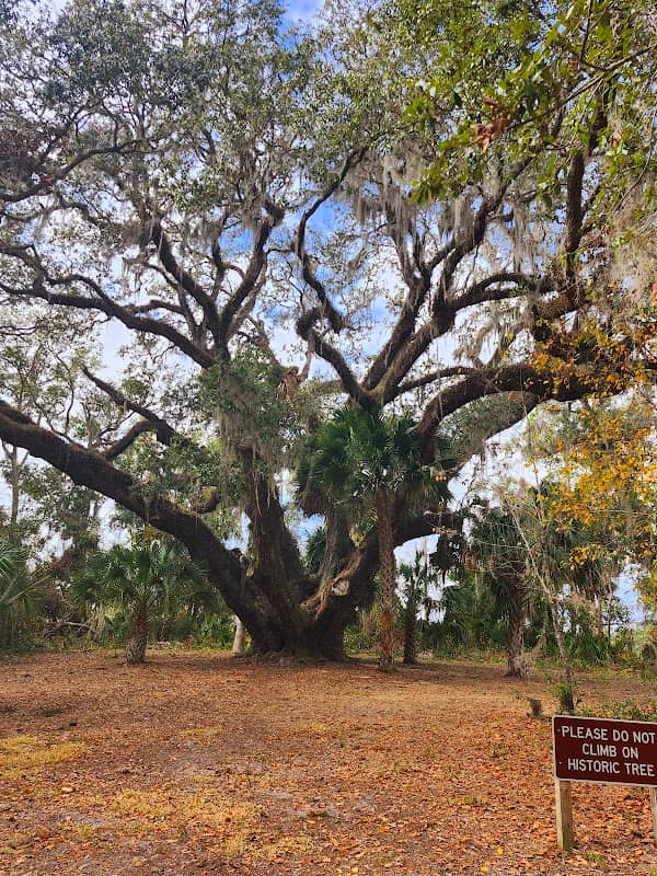 The Mammoth Live Oak Tree - Image 1