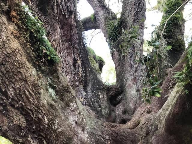The Mammoth Live Oak Tree - Image 3