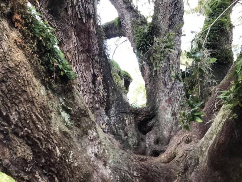 The Mammoth Live Oak Tree - Image 3