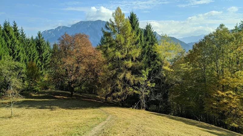 Edelkastanienwald - Image 1
