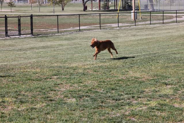 Arlington Dog Park - Image 2