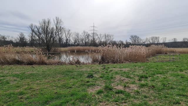 Altneckar Nature Reserve - Image 1