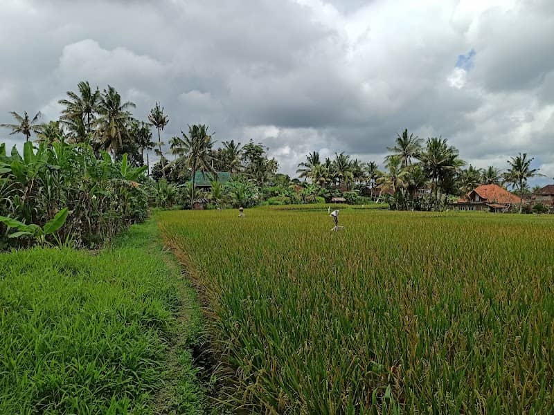Kajeng Rice Field - Image 1