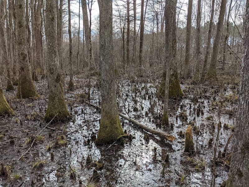Clear Springs Nature Trail - Image 1