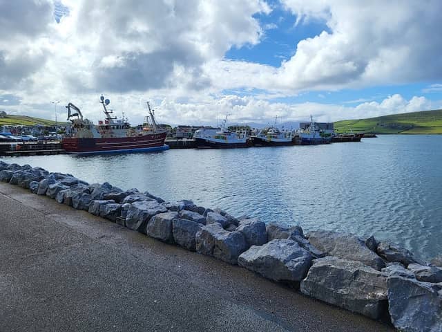 Fungie - The Dingle Dolphin - Image 3