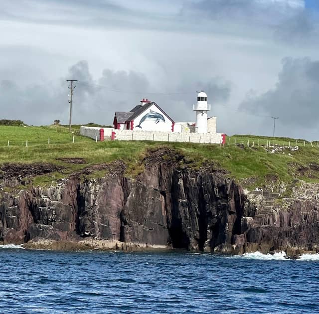 Fungie - The Dingle Dolphin - Image 2
