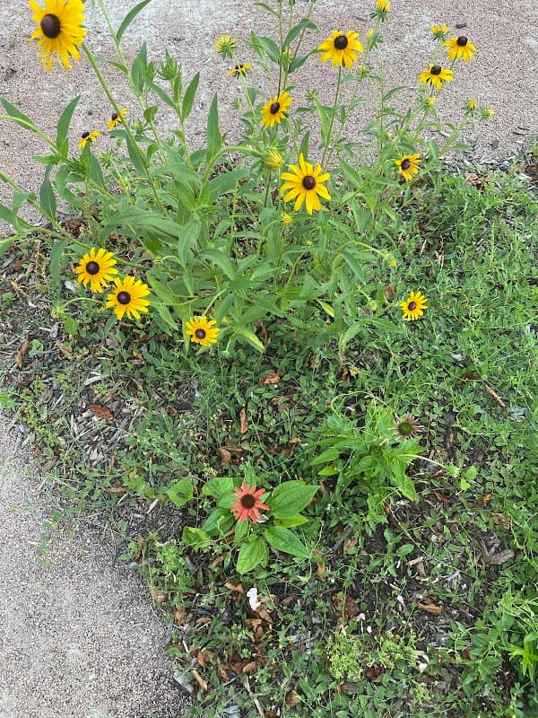 Native Plant Pocket Park - Image 3
