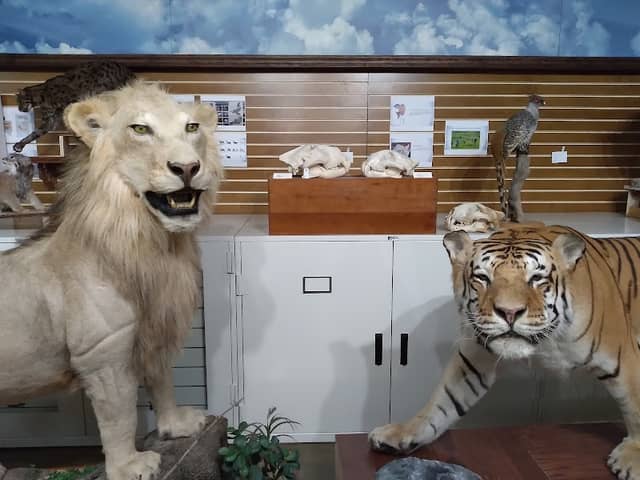 Hefner Museum of Natural History - Image 2