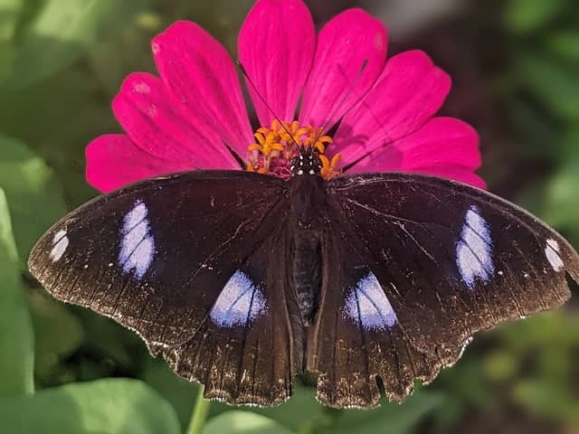 ROTARY ARBORETUM AND BUTTERFLY GARDEN - Image 2