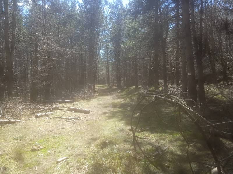 Foresta del Monte Rochetta - Image 1