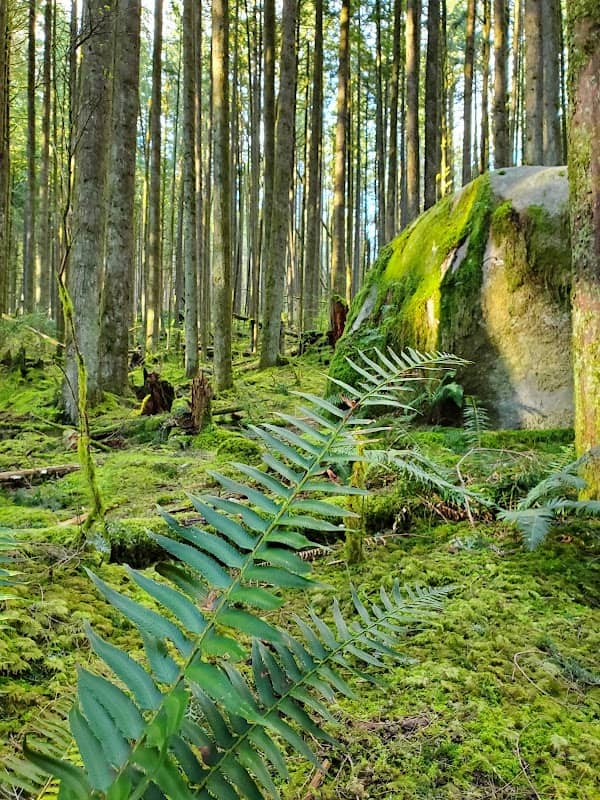 Alouette Valley Trail - Image 1