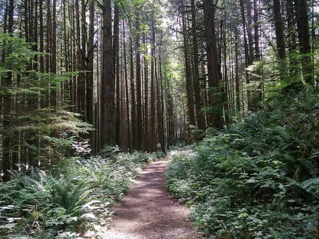 Alouette Valley Trail - Image 3