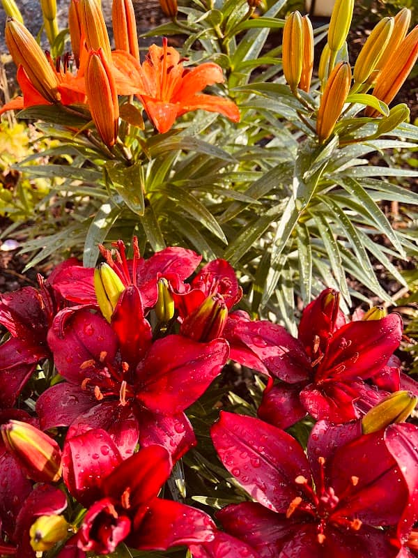 Mini Garden - Image 2