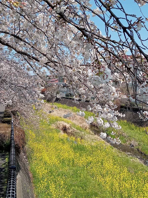 Sakura Plantation Monument - Image 2
