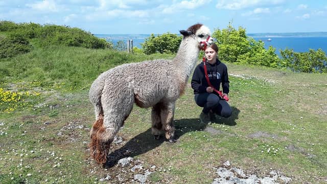 Portland Alpacas - Image 1