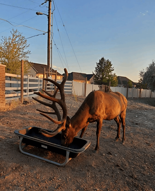 Gillman Farm Elk Ranch - Image 2