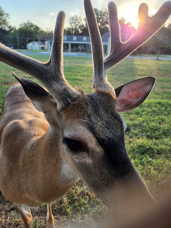 Dale Elliott Deer Park - Image 1