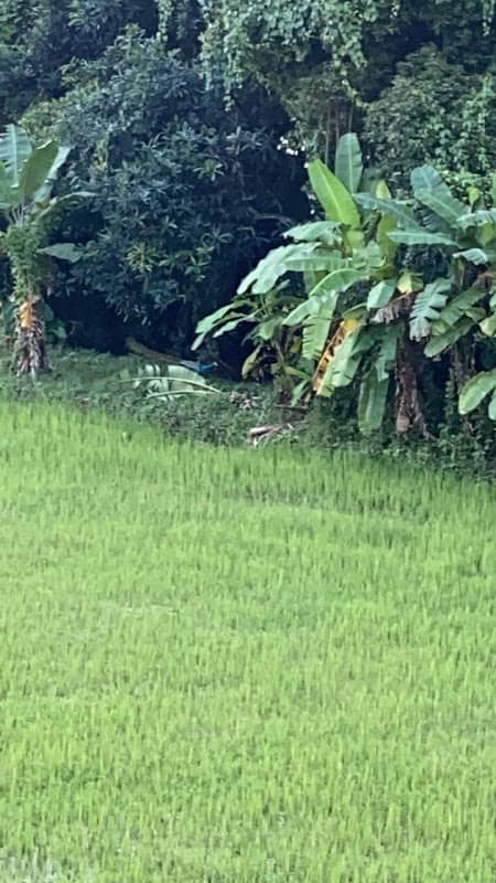 കുറ്റൂർ പാടം - Image 1
