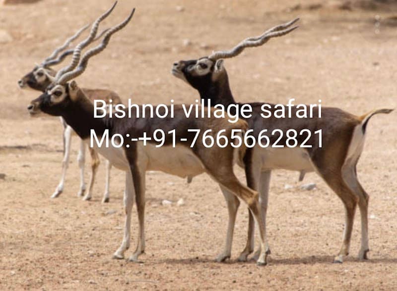 Bishnoi Village Safari Tour Jodhpur - Image 1