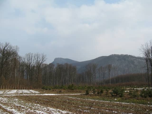 Bujanov - lesná škôlka - Image 1
