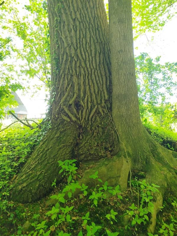 2baum - Image 1