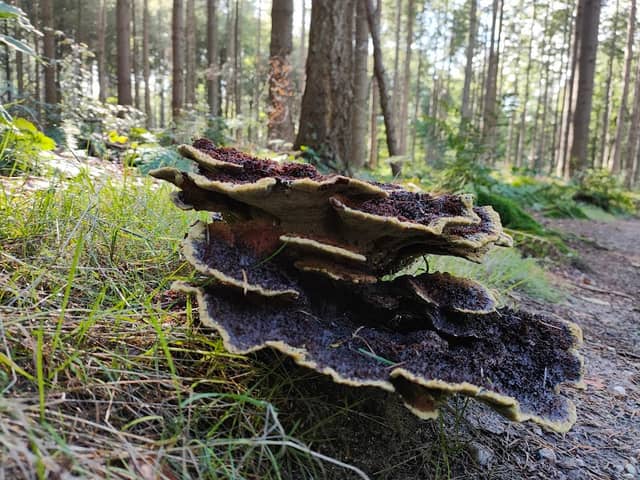 Prattenburgse Bos - Image 1