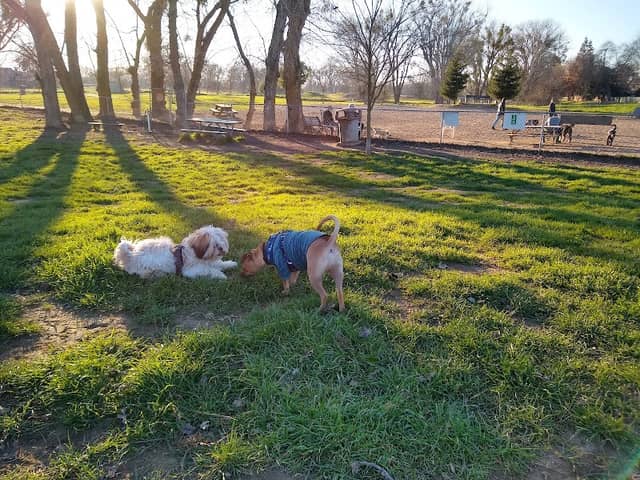 Off the Leash Dog Park - Image 2