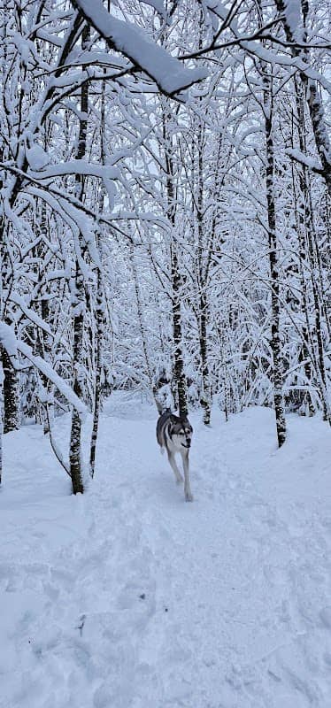 Östersundom Dog Forest - Image 1