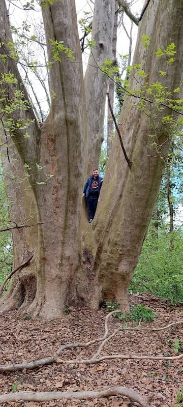 A hétágú platán - Image 2