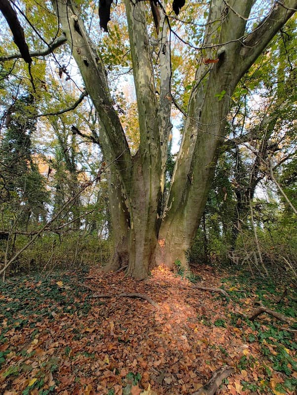 A hétágú platán - Image 1