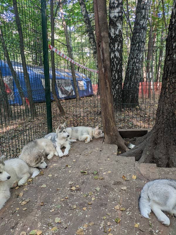 Husky-Park - Image 1