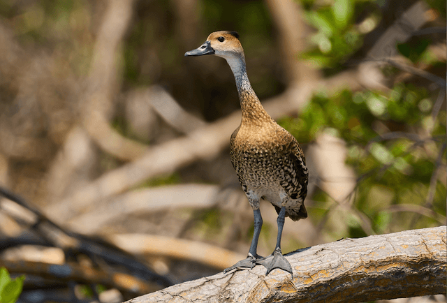Birding Dominican Republic - Image 1