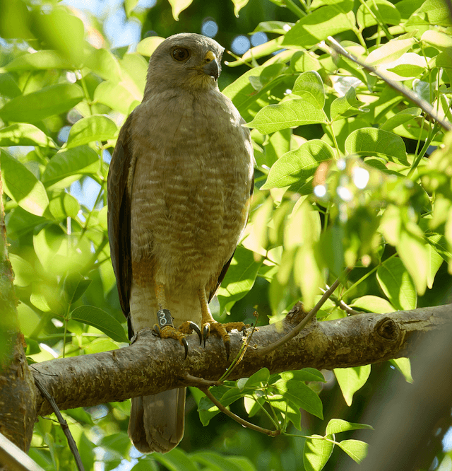Birding Dominican Republic - Image 2