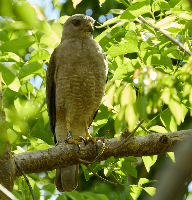 Birding Dominican Republic - Image 2