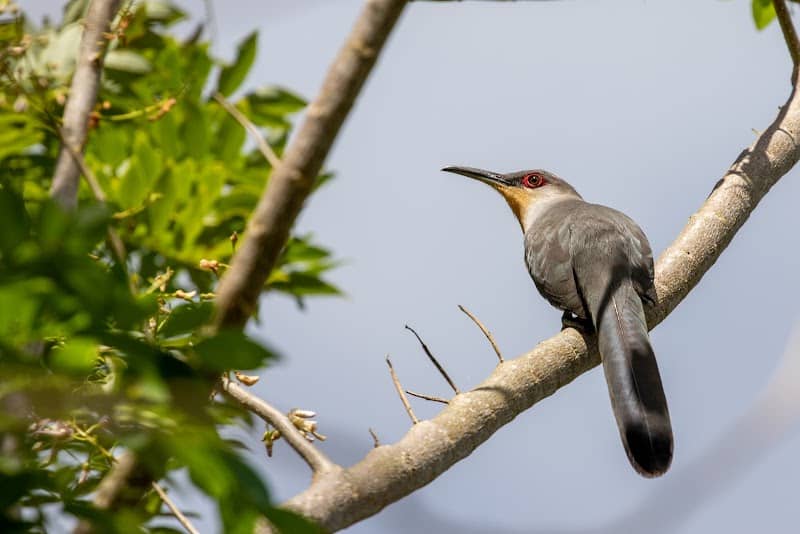 Birding Dominican Republic - Image 3
