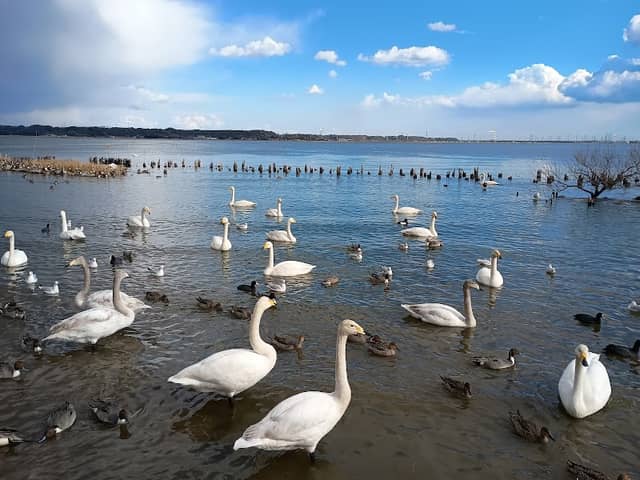Hakuchō no Sato (Swans' Wintering Ground) - Image 1