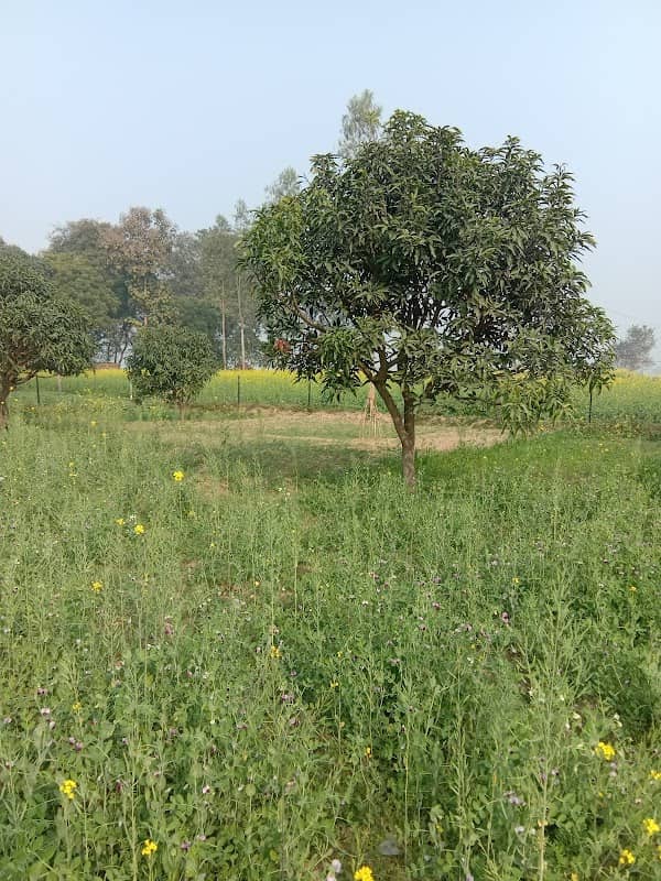 Gaffar Husain mango Garden - Image 2