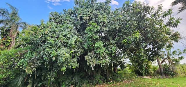 Hacienda Manaca - Image 1