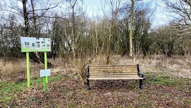 Bluebell Wood - Image 2