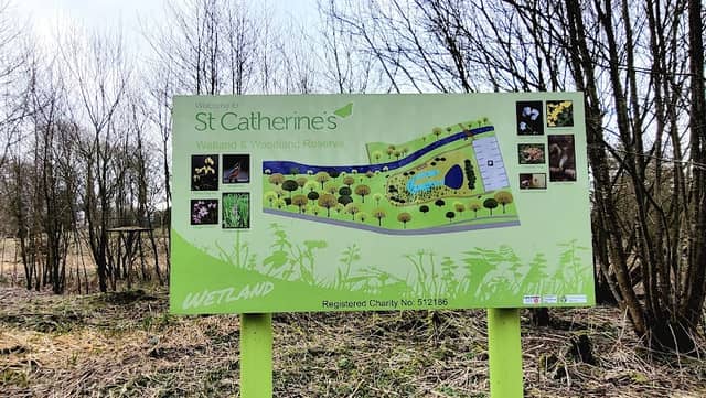 Bluebell Wood - Image 1