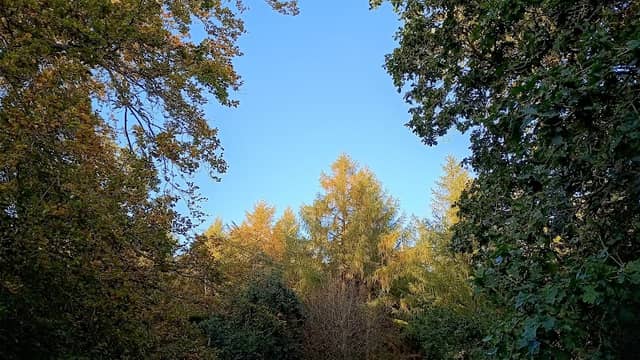 Regent's Wood - Image 2
