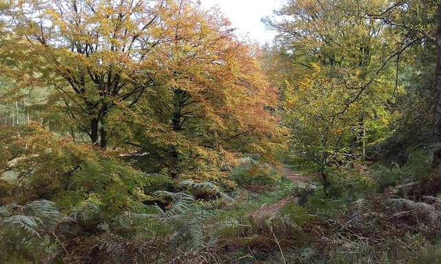 Regent's Wood - Image 1