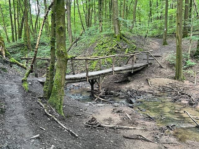 Urwald vor den Toren der Stadt - Image 1