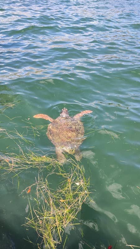 Sea Turtle Viewpoint - Image 2