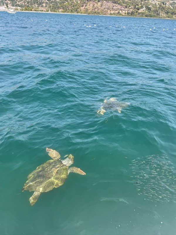 Sea Turtle Viewpoint - Image 2