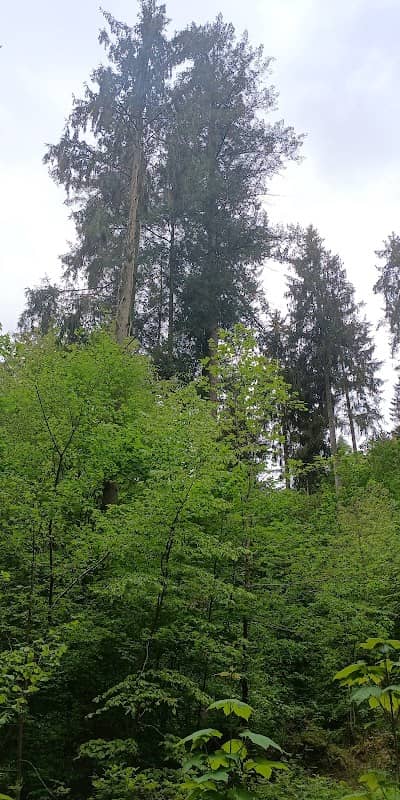 Douglasie höchster Baum Bayerns - Image 1