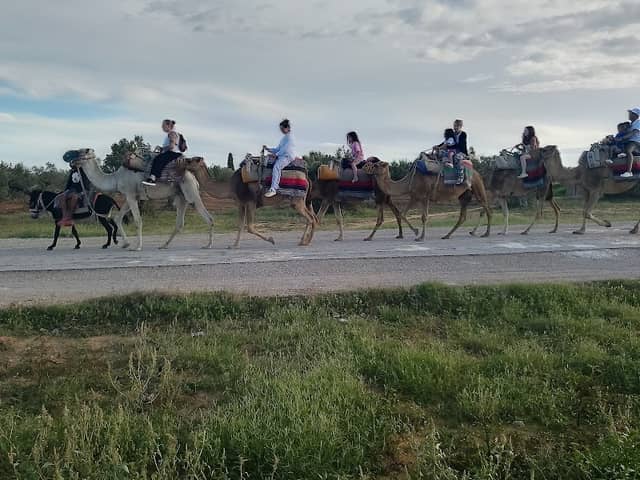 Local Excursions - Quadas, Camel trips, beach activities, half day / full day trips. - Image 1