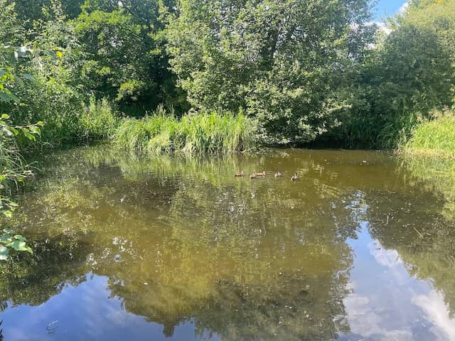 Froggy Park (Quarry Park) - Image 1