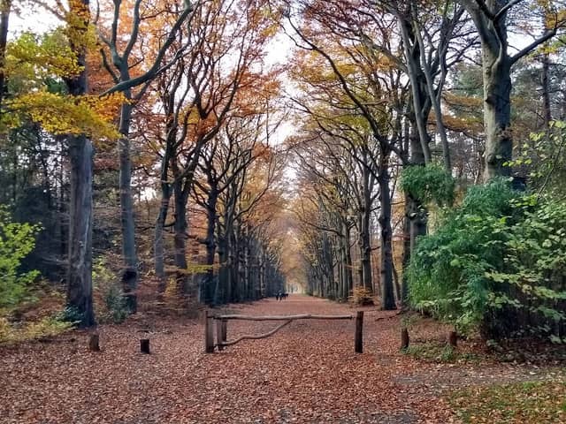 Natuurmonumenten Corvers Forest - Image 1