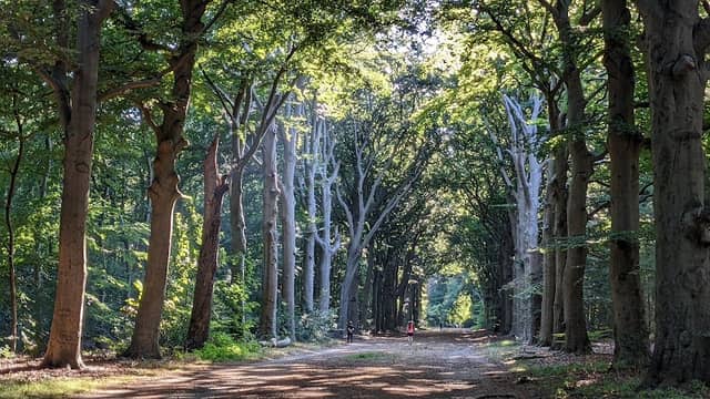 Natuurmonumenten Corvers Forest - Image 3